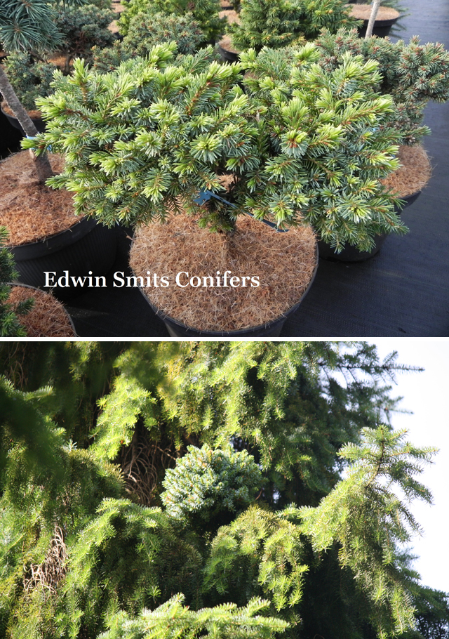 Picea omorika 'Naos'